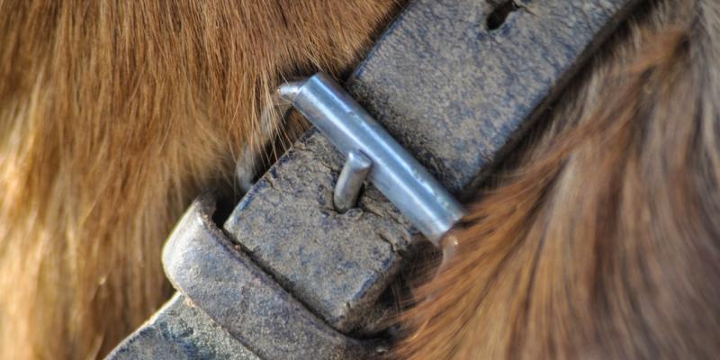 Boy set upon by dog in west Donegal awarded €20,000 