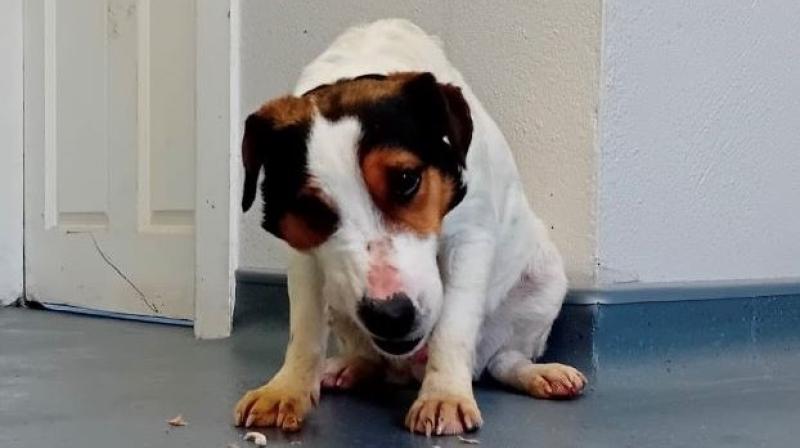 Dog found in Muff area - Donegal dog shelter appeals for owner to get in touch