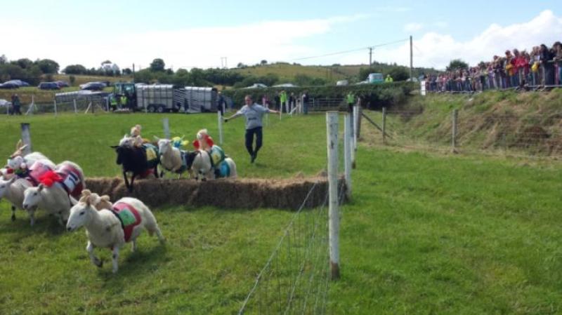 The Leghowney Sheep Races coming to a field near ewe!