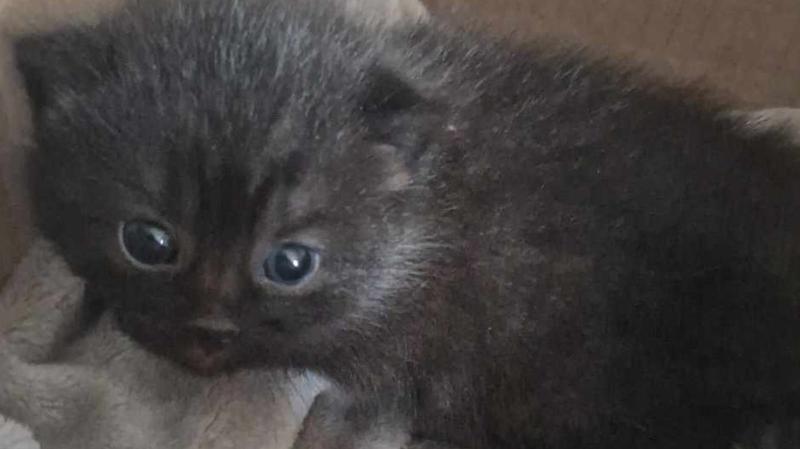 A good week in Donegal for adoptions at Animals in Need 