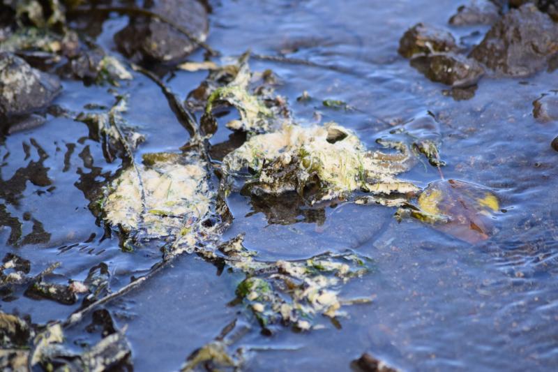 EPA says yellow substance on water at Mountcharles is not dangerous