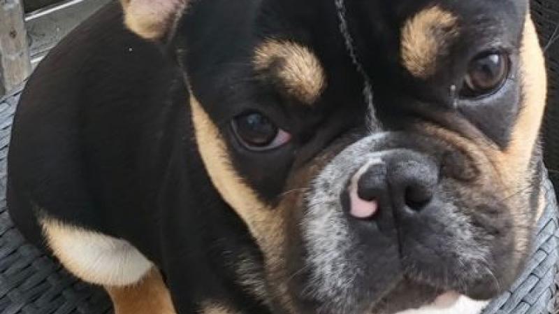 Donegal family offer €1,000 reward in bid to find 'much-loved family pet '