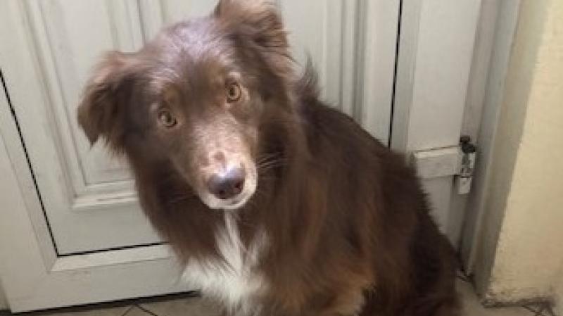 Dog rehoming at a standstill and surge in kitten arrivals - Animals in Need