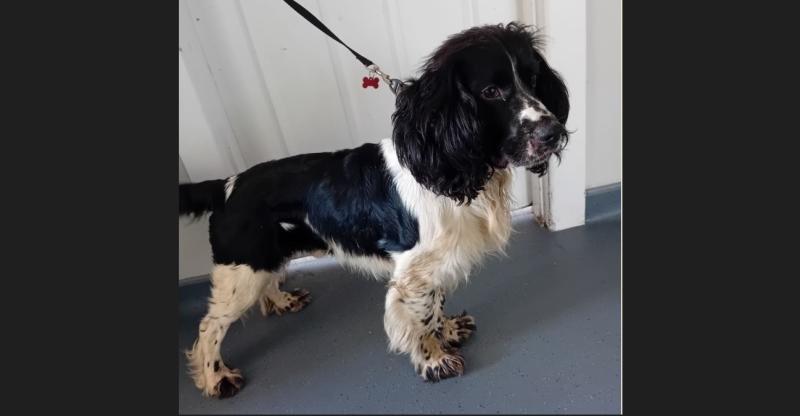 Donegal Dog Pound keen to reunite this lovely springer spaniel with its owner