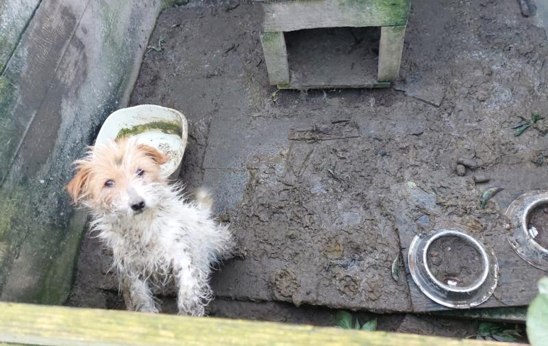 National: Woman disqualified for life from keeping animals as they're found to be in 'profound mental anguish'