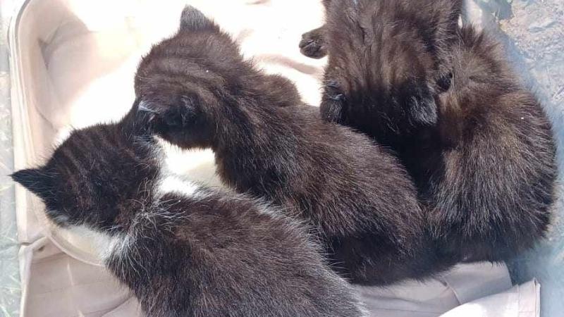 Two cases of cruel kitten dumping in Letterkenny and Killybegs