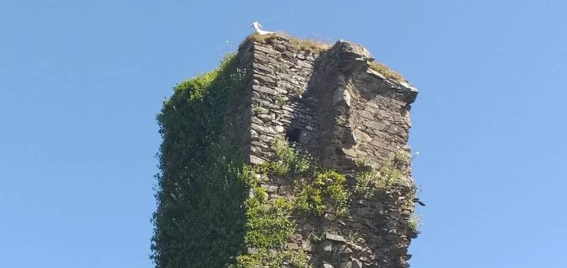 Impassioned plea to save baby goat from top of ruined castle tower 