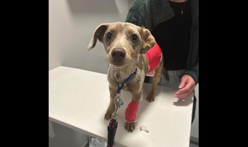 Limerick woman asks for help after puppy 'mauled' by two German shepherds