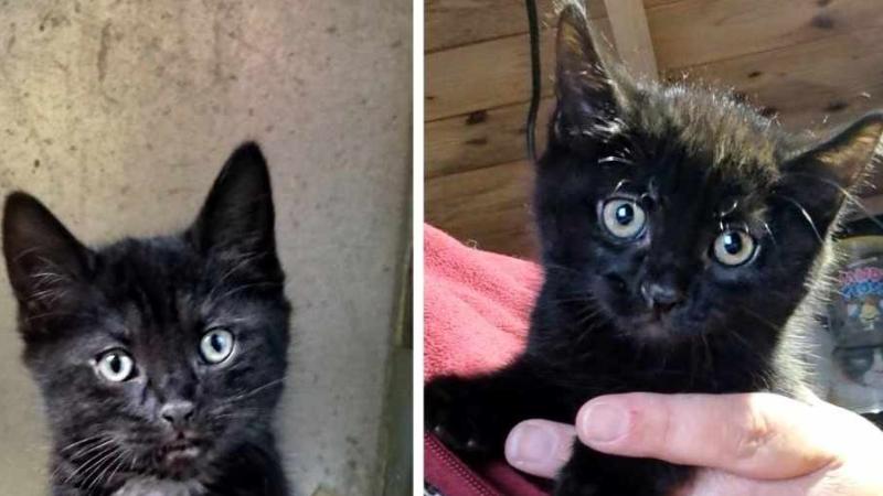 Three kittens cruelly dumped in a sealed bag is 'only the tip of the iceberg'
