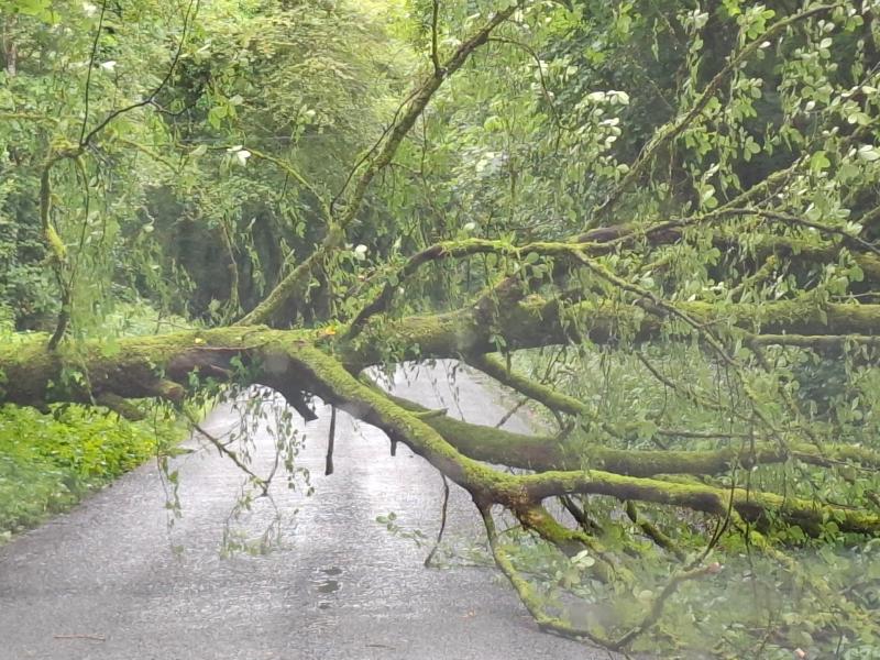 Alert: Fallen tree blocking road near Donegal Town 