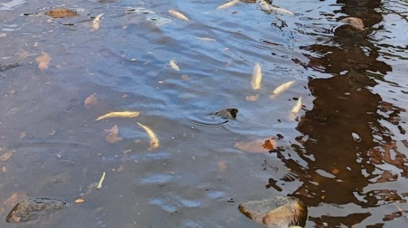 Hundreds of dead fish discovered in east Donegal