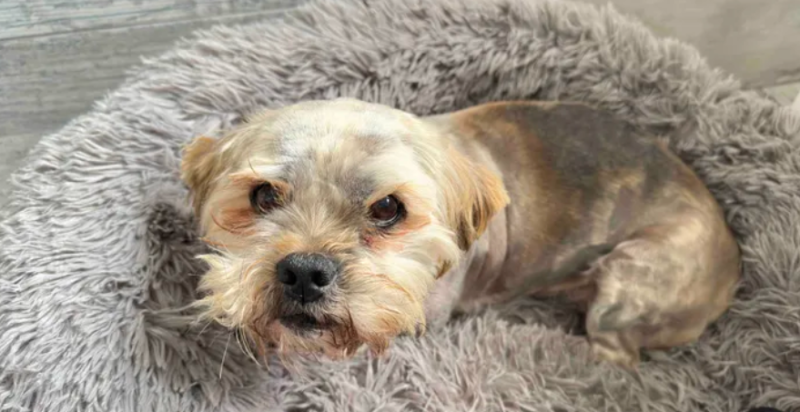Kind-hearted Donegal couple start fundraiser for homeless dog  found in poor health