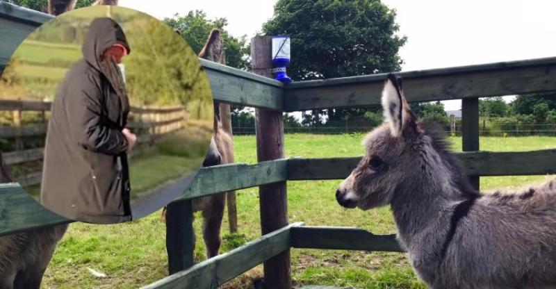 Gardai hunt man involved in attempted theft from Donegal Donkey Sanctuary