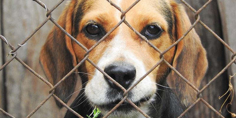 Council refuse retention permission for Manor dog kennels