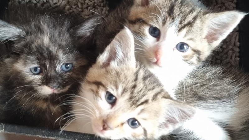Lone and sick kittens found regularly around Donegal - Animals in Need 