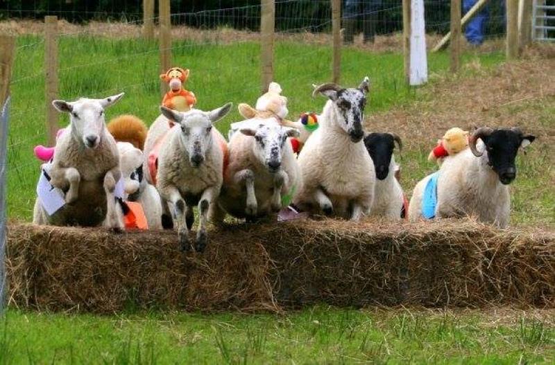The Leghowney Sheep Race Day is making a return for the first time in nine years