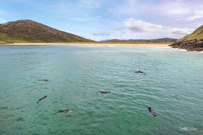 Photographer captures incredible photo of dolphins enjoying a jellyfish lunch