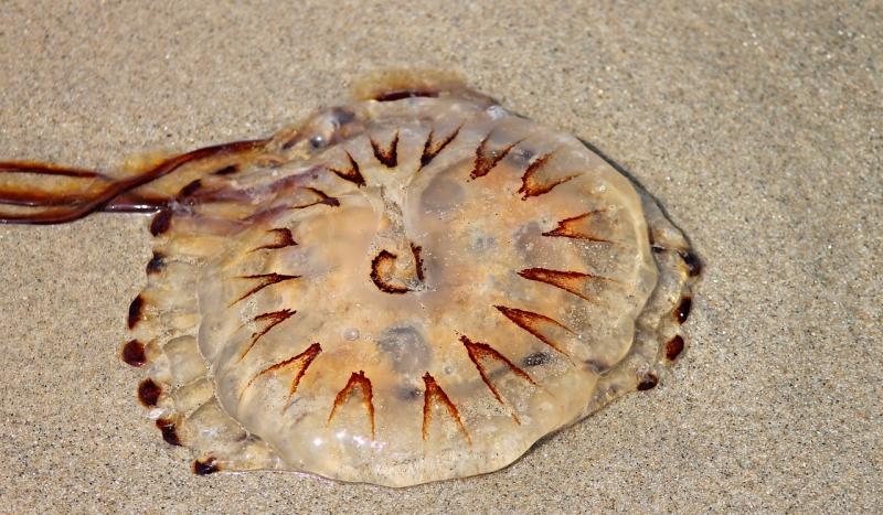 A guide to jellyfish - and what you need to do (and not do!) if you get stung