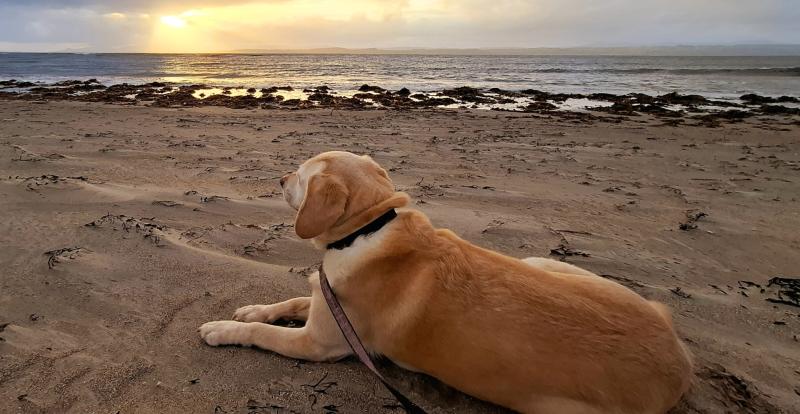 Column: Pausing to appreciate our beloved canine companions for World Dog Day