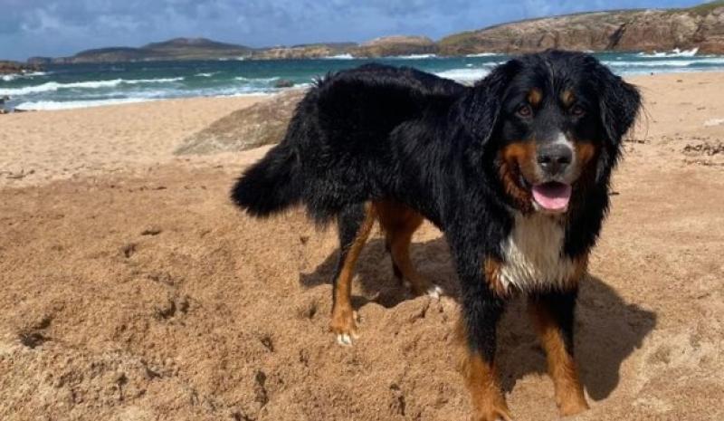 Beloved dog Mali missing on Arranmore is found trapped on cliff two weeks later