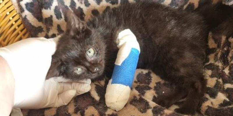 Anger as kitten thrown from car in Donegal