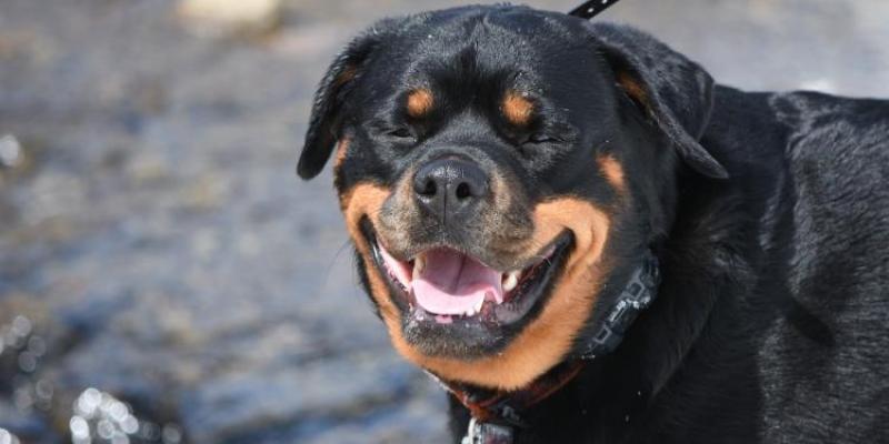 Donegal to get funding for extra dog warden services