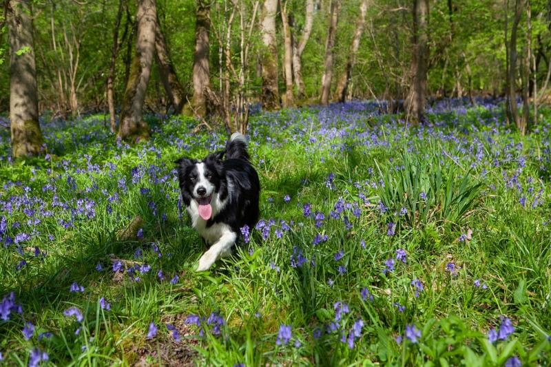Open meeting in Donegal for anyone interested in developing native woodland