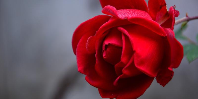 Man in court again for selling roses on Letterkenny Main Street