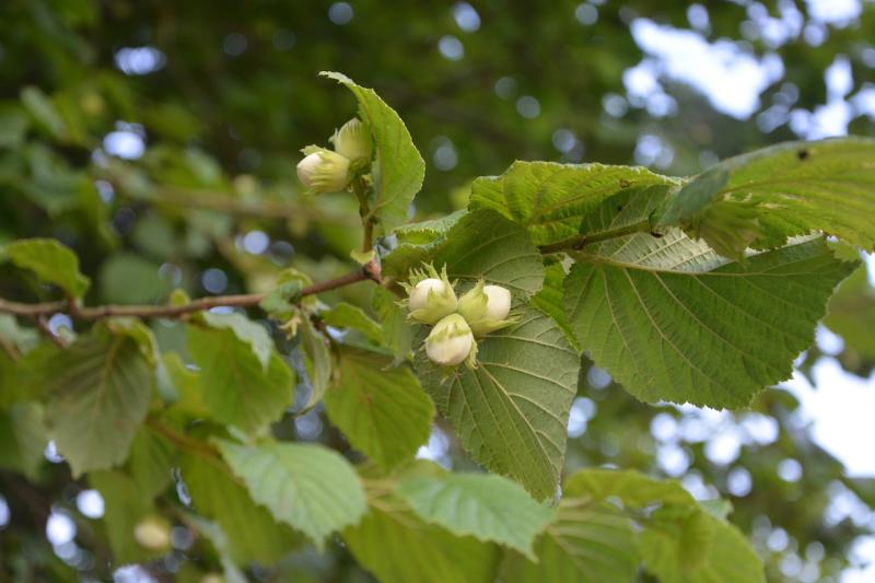 Almost €10,000 fines and costs for felling 150 broadleaf trees on Donegal farm