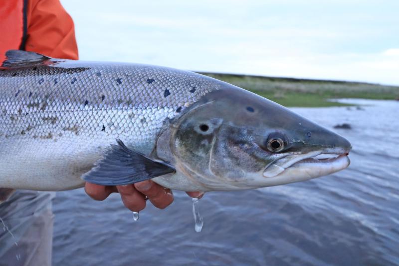 Call for salmon poaching to be reported as species suffers catastrophic decrease