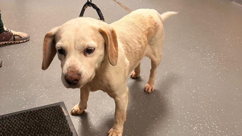 Gardaí in Milford hope to reunite lost dog with owner