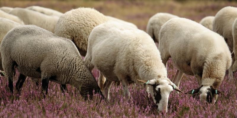 Claim dismissed of Letterkenny farmer who alleged sheep damaged by neighbour’s dog 