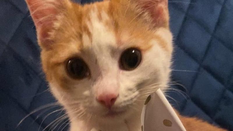 Letterkenny family seek assistance on missing cat