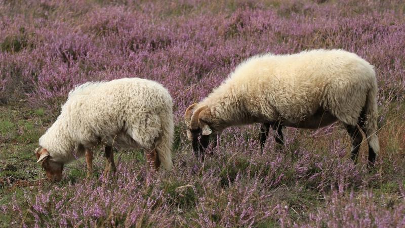 Five sheep stolen from Portsalon field