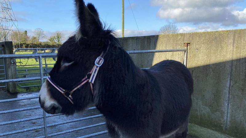 Donkey rescued after being dumped on side of dangerous Donegal road 