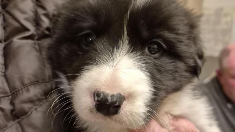 Animals in Need Donegal looking for new homes for 12 adorable puppies 
