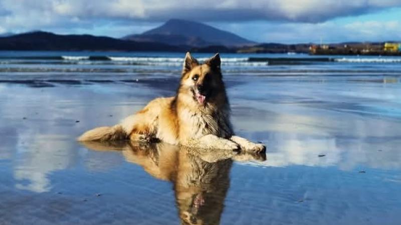 Donegal's beloved therapy dog, Mister David Bowie, passes away