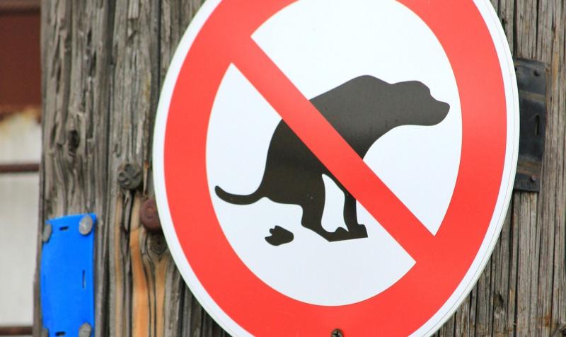 Horror as child in wheelchair in Donegal gets dog foul on their hands