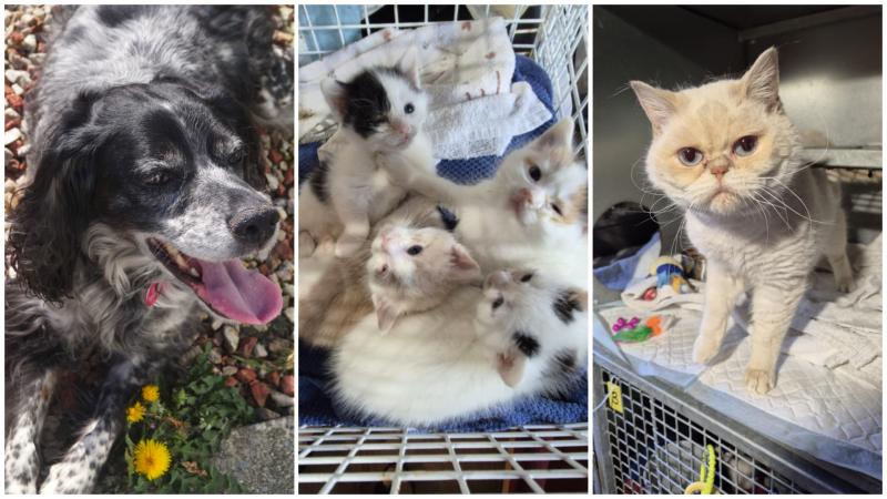 Animals in Need reports tough week for rescuers, and tips for pet summer safety