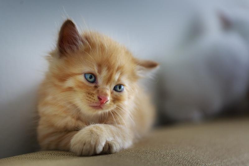 ‘With deep sadness’ Burtonport Animal Rescue is closing