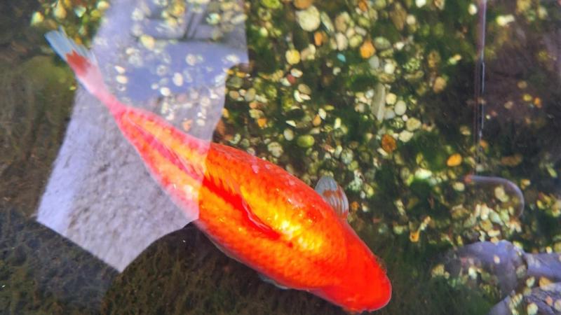 Is this Donegal goldfish the oldest living one in Ireland?