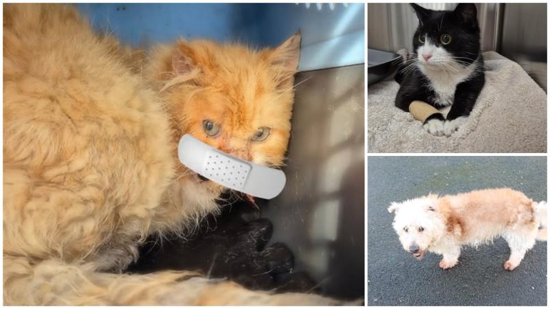 Animals in Need