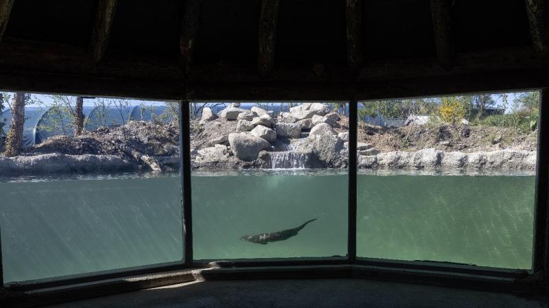 Wild Ireland unveils spectacular new otter habitat 
