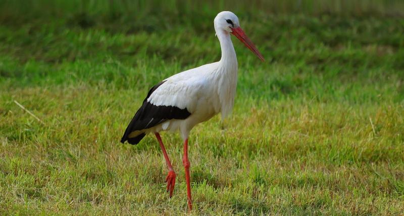 Public asked not to try and catch large white stork spotted in Donegal