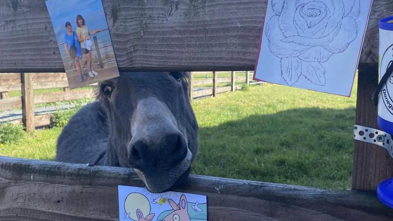 Cards arrive from all around the world for Donegal donkey’s first birthday