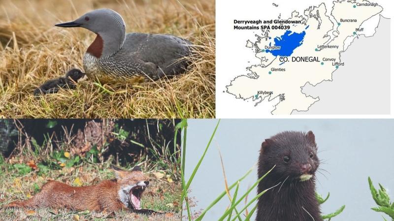 Fox and mink cull planned to protect rare bird in the Donegal hills