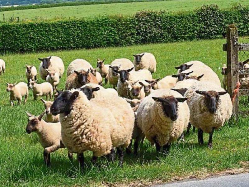 Plans for Donegal farmers to be forced off land 'must be strongly opposed'