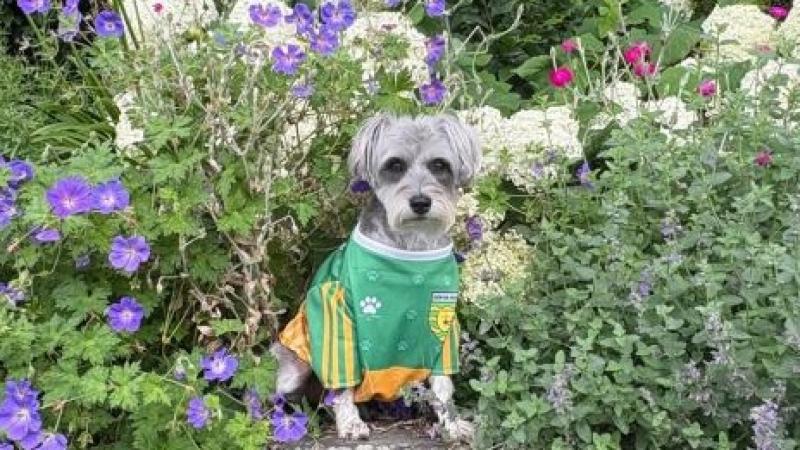 Burnfoot pup Holly all kitted out in county colours for the All-Ireland final