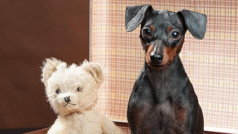 Any unwanted teddies or toys? Teddies for Puppies is coming to Letterkenny