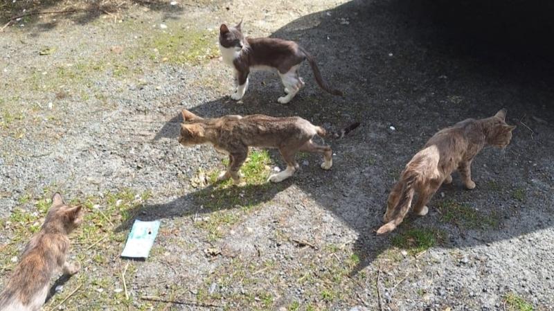 Animals in Need is appealing for help to transport colonies of sick cats